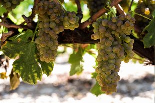 Roussanne