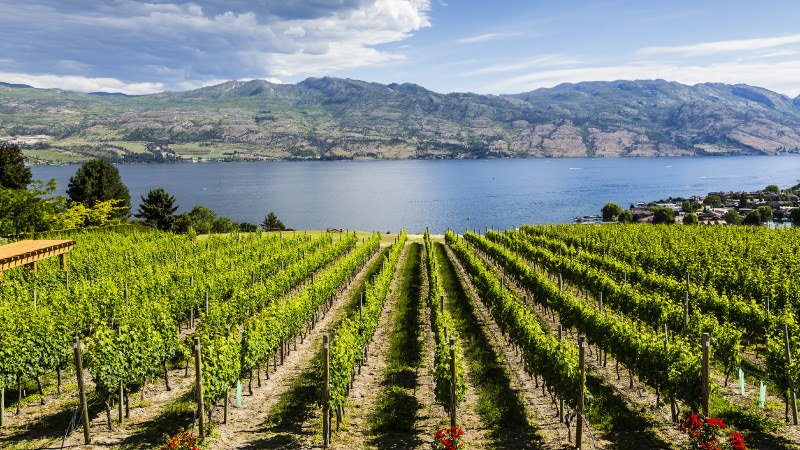 "New World" terroir of Australia